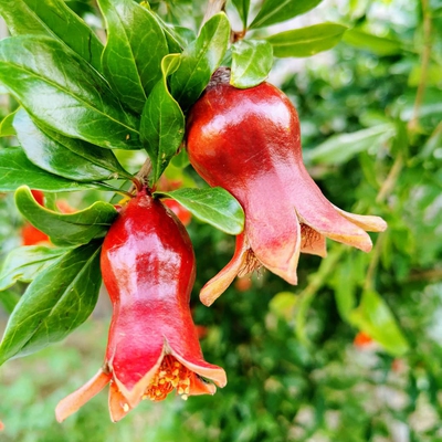 Image pomegranate