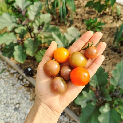 Image tomatogrowing