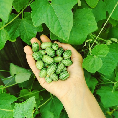 Cucamelon growing on a vine - Leaf, Root & Fruit Gardening Services