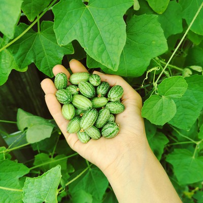 We Know Cucamelons Are Cute, but What Do Gardeners Think of Them?