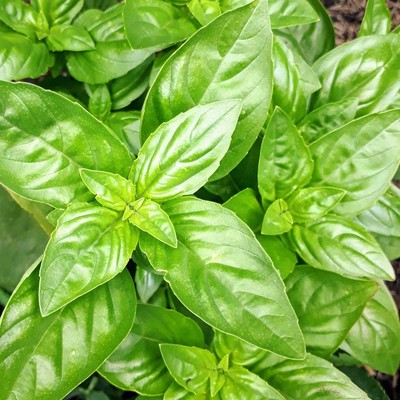 Growing Basil
