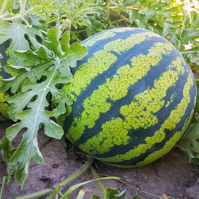 Growing Watermelon