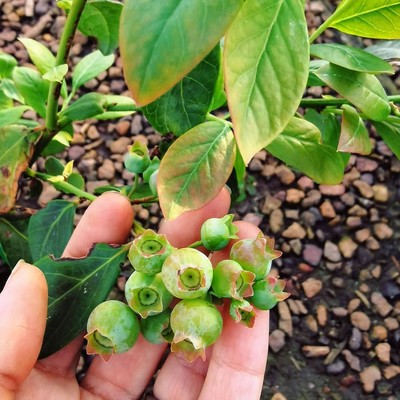Growing Blueberries