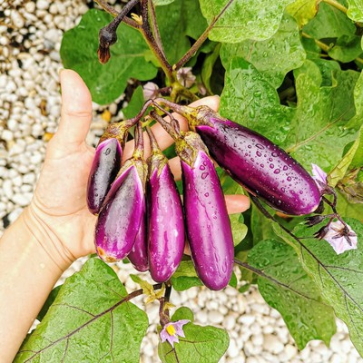Gardening Without A Garden