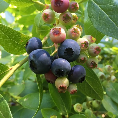 Growing Blueberries | The Home Garden