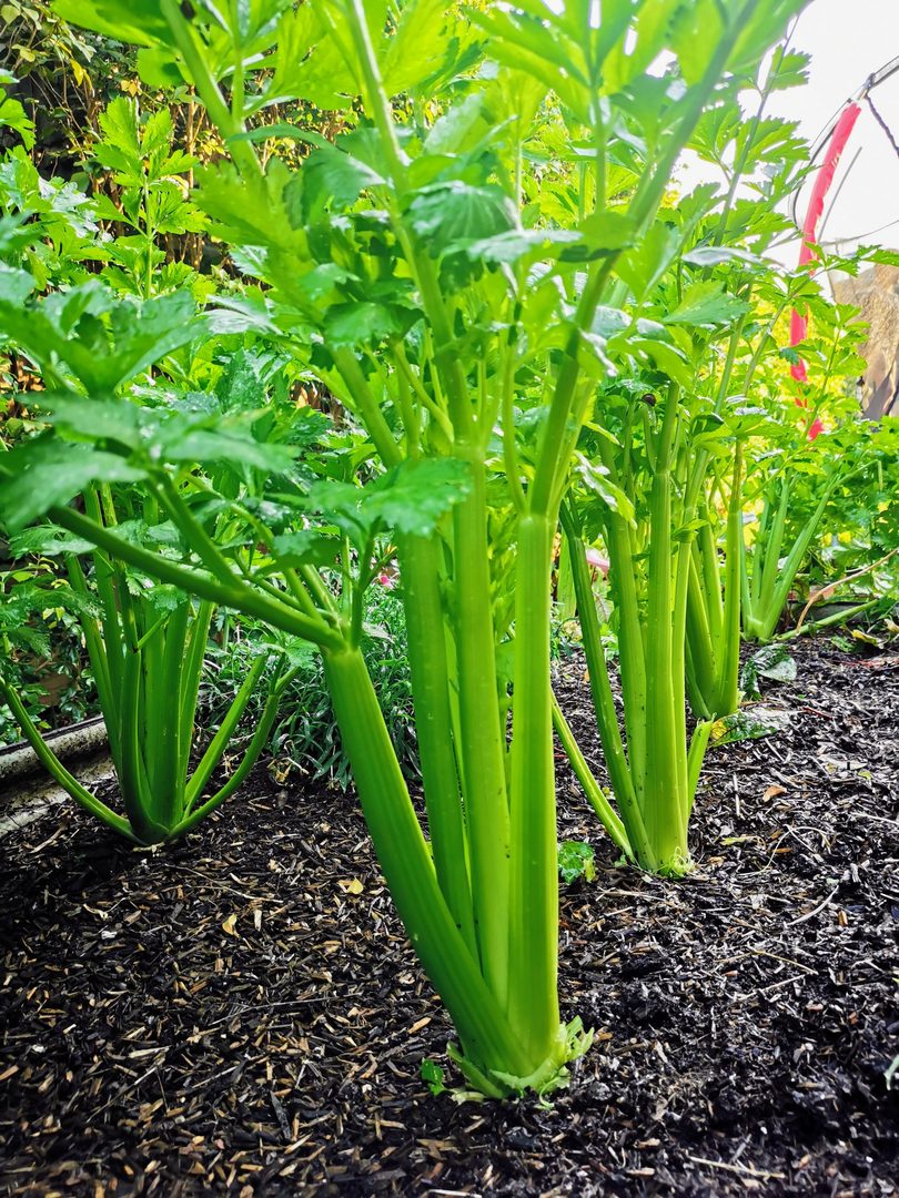 Celery
