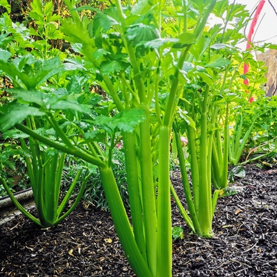 Celery