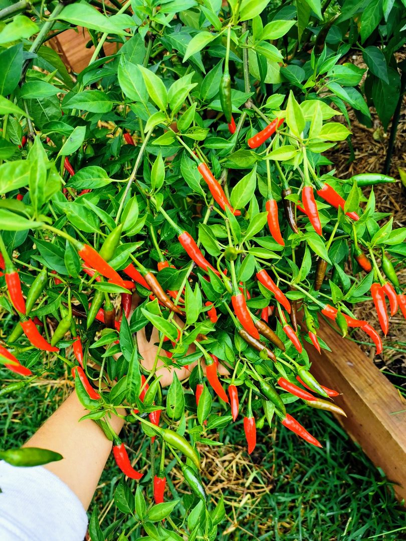 Chilli