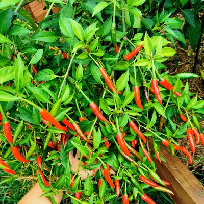 Chilli