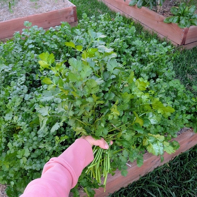 Coriander