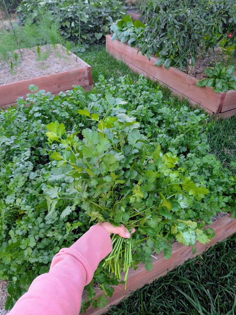 Coriander