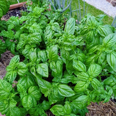 Basil