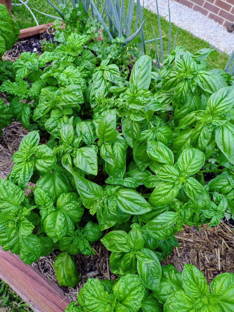 Basil