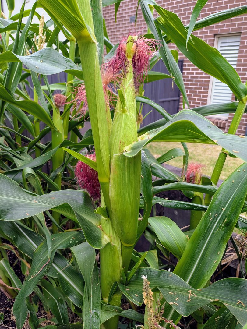 Corn