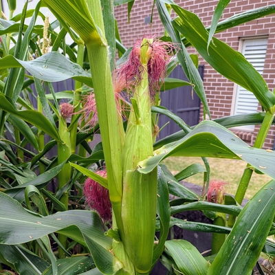Corn