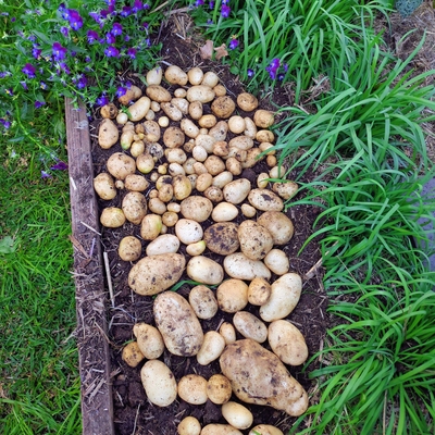 Potato