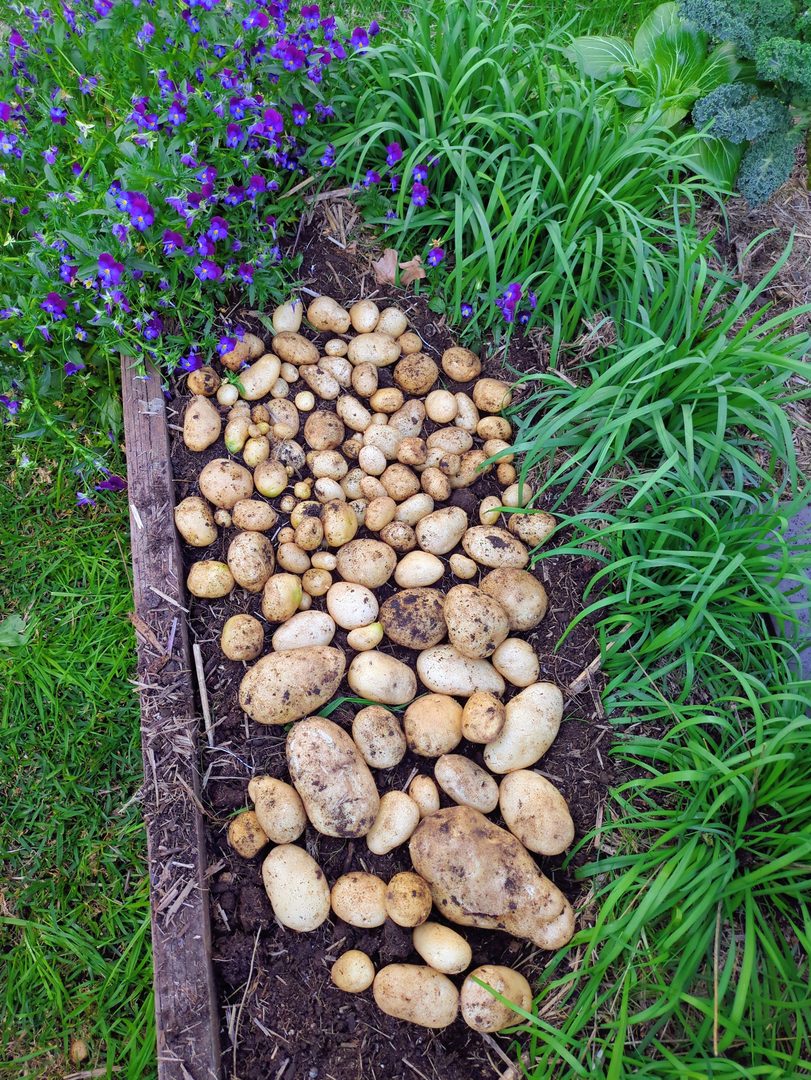 Potato