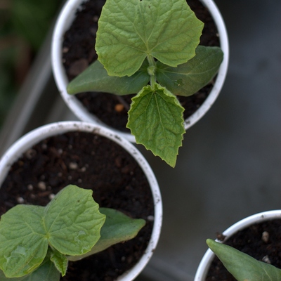 Image2 TransplantingSeedlings