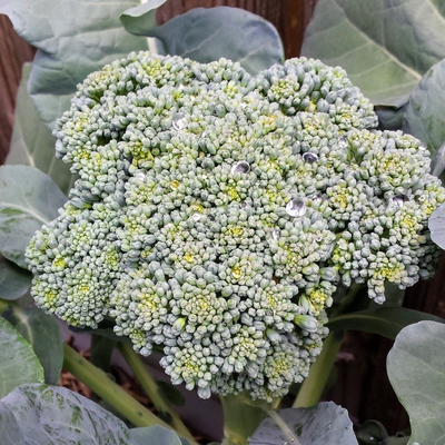 Broccoli Image1