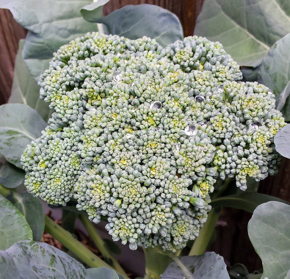 Broccoli
