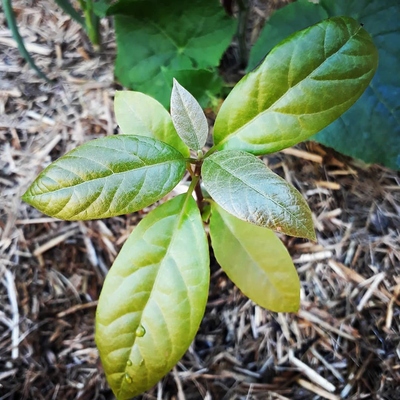 Image3 TransplantingSeedlings