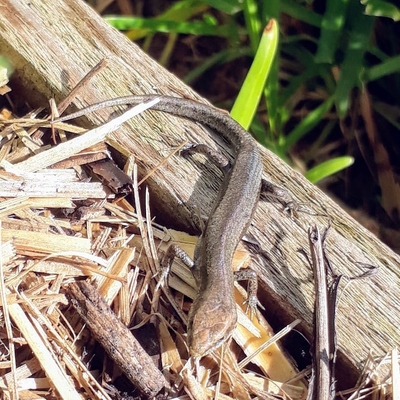 Image2 Beneficialcritters