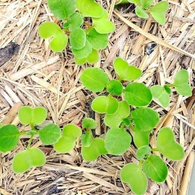 Image2 additionalplanting