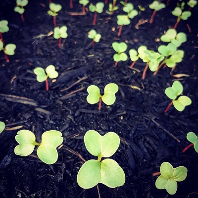 Image additionalplanting