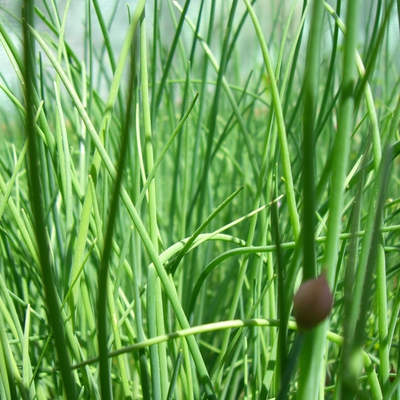Chives Image1