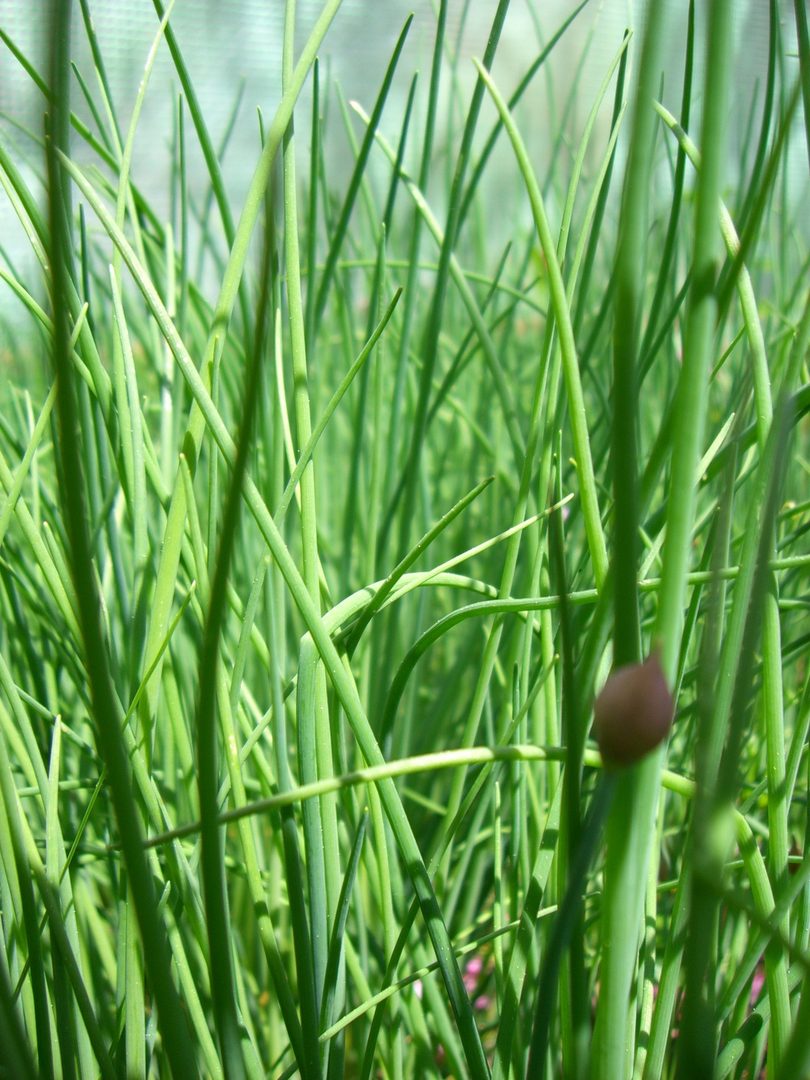Chives
