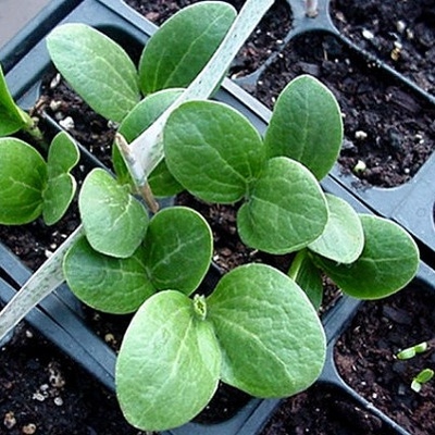 Image TransplantingSeedlings