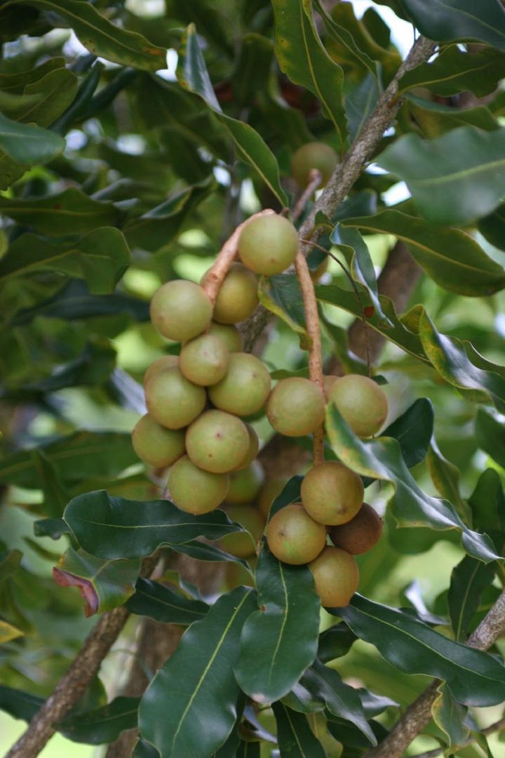 Macadamia Nut