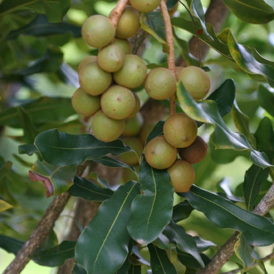 Macadamia Nut Image1