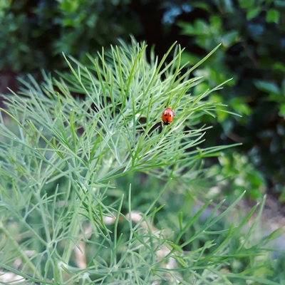 Image Beneficialcritters