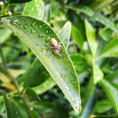 Image3 Beneficialcritters