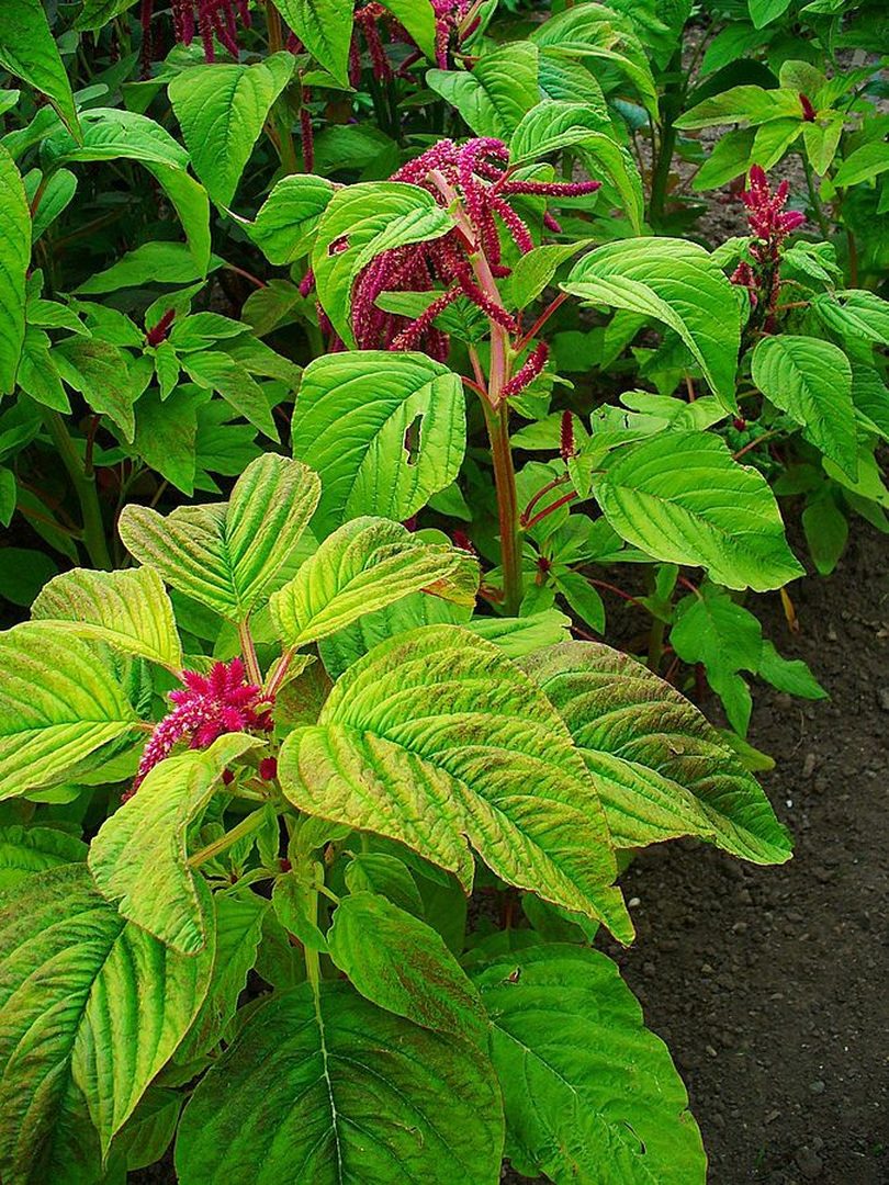 Amaranth
