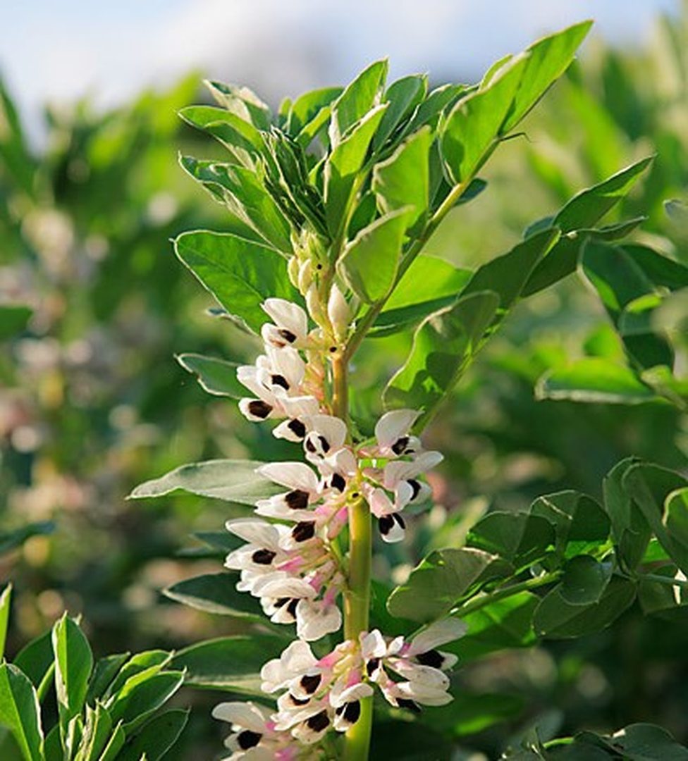 Broad Bean