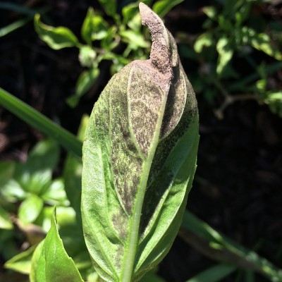 Image Downy Mildew