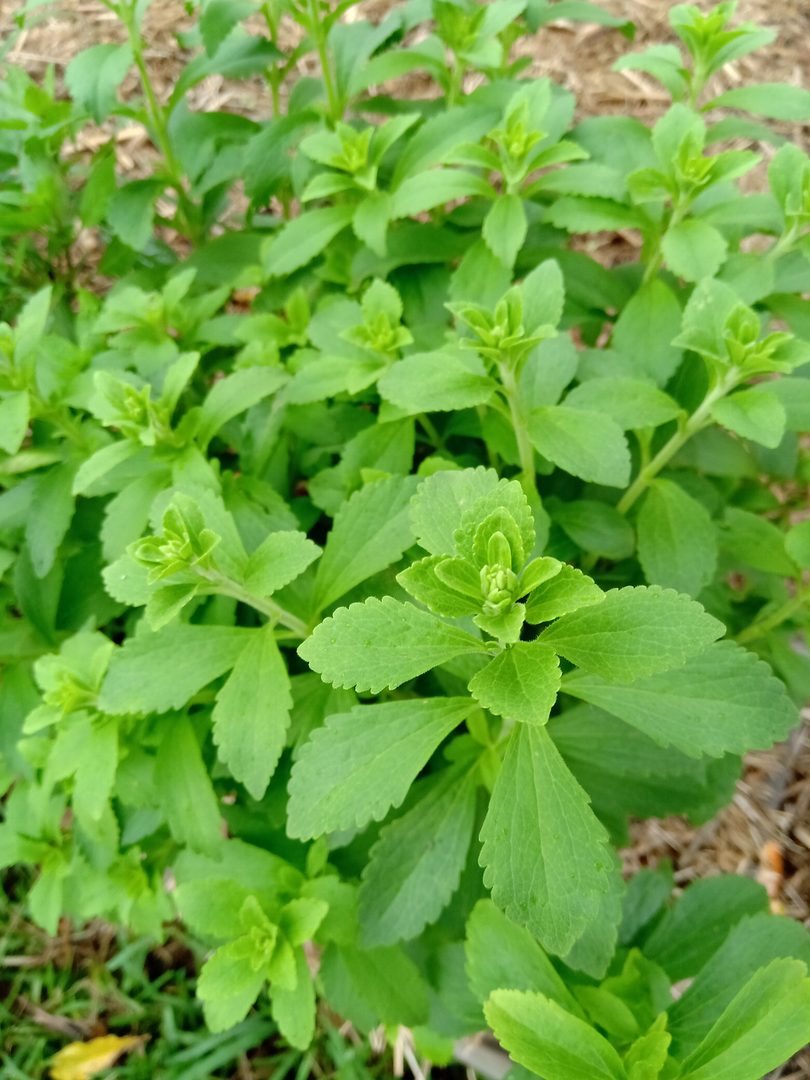 Stevia