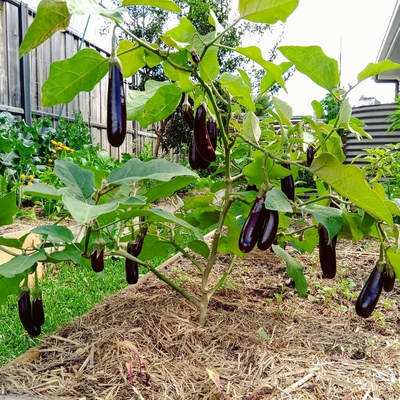 Eggplant Image2