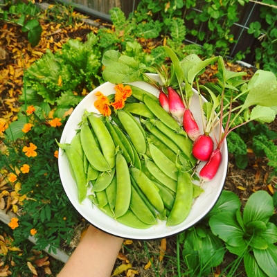 Image2 SunRequirements