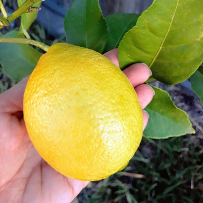 Image lemon