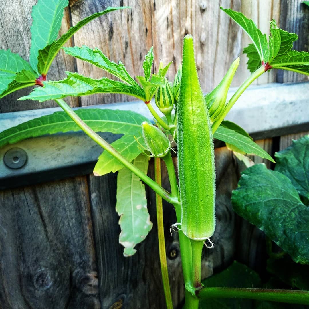Okra