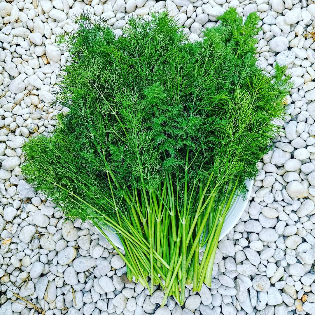 Dill