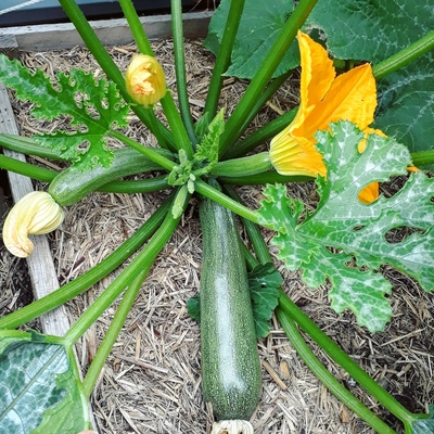 Zucchini Image2