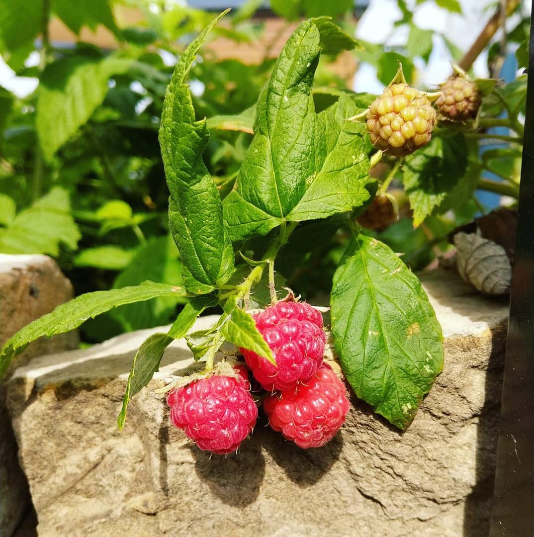 Raspberry
