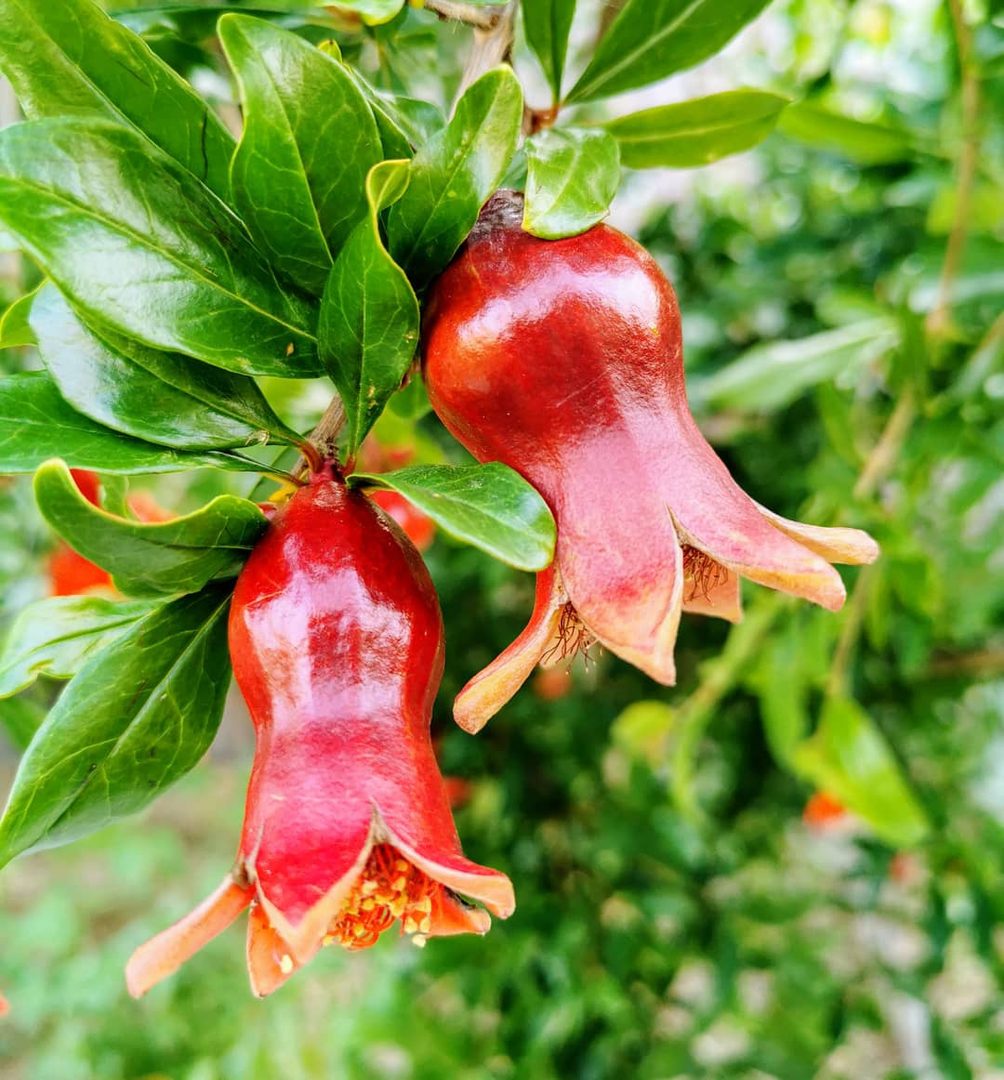 Pomegranate