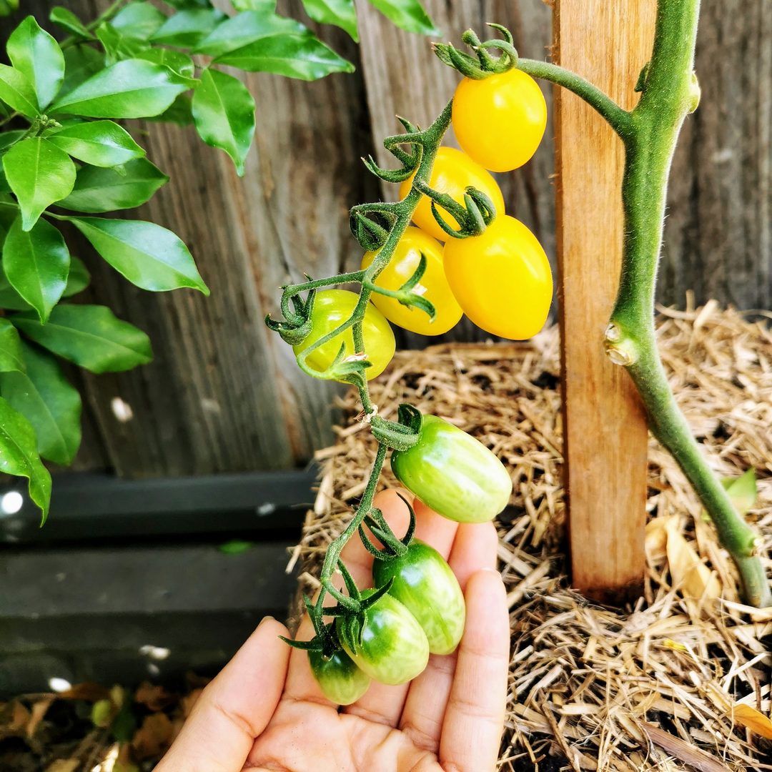 Tomato