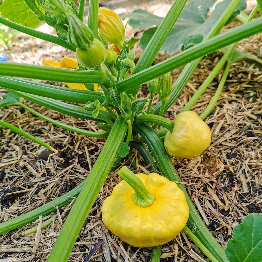 Patty Pan Squash