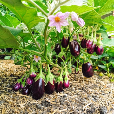 Eggplant Image1